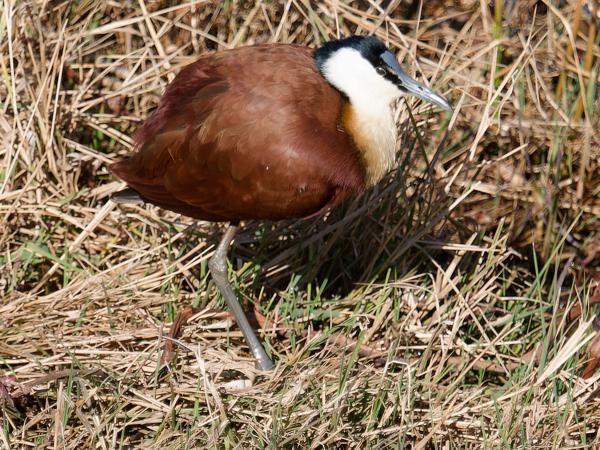 <h3><a href="/trips/safari/biota/animalia/chordata/aves/024 charadriiformes/012 jacanidae/actophilornis africanus/actophilornis africanus-nl.html">Actophilornis&nbsp;africanus</a> / African&nbsp;jacana / Lelieloper</h3>OM-1 met M.40-150mm F2.8 + MC-14, 1/1000 sec  bij F4.0, ISO 125, afstand 9.54&nbsp;m